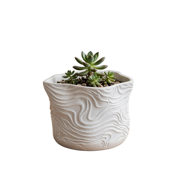 TOPOGRAPHO