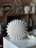 SEA SHELL