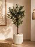OLIVES FRUTA POT
