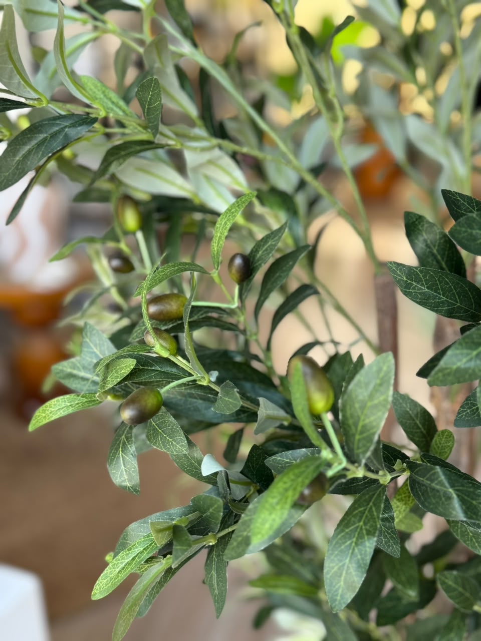 OLIVES FRUTA POT