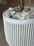 OLIVES FRUTA POT