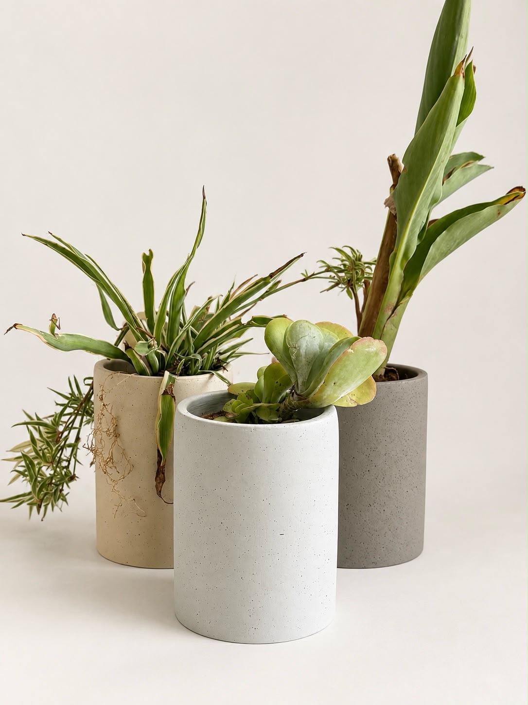 TRIO PLANT POT