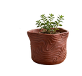 Plant Pot